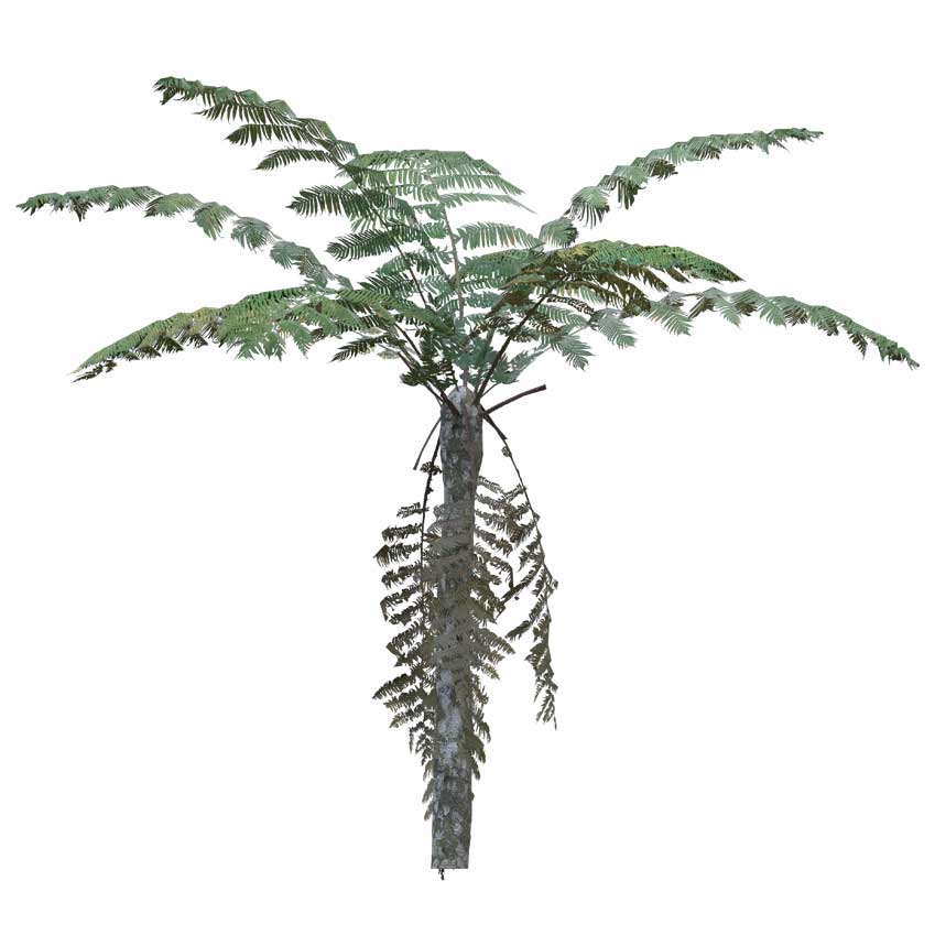 Pteridophyta - Fern